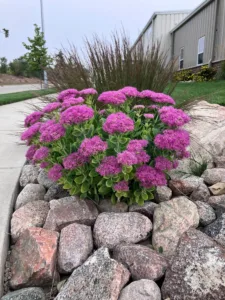 Dakota Gardener: A hardy plant even better than mums